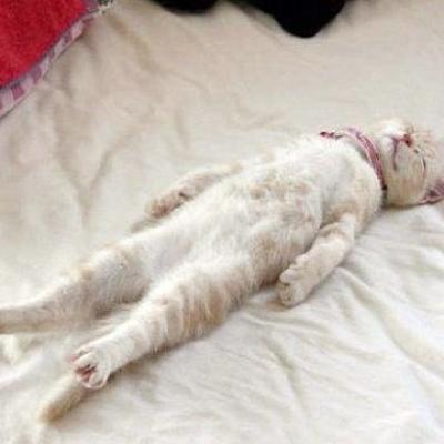 Sommeil animal