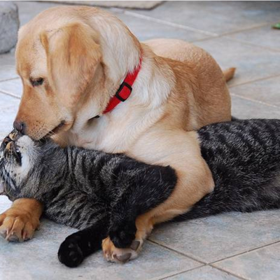 S'entendre comme Chien & Chat