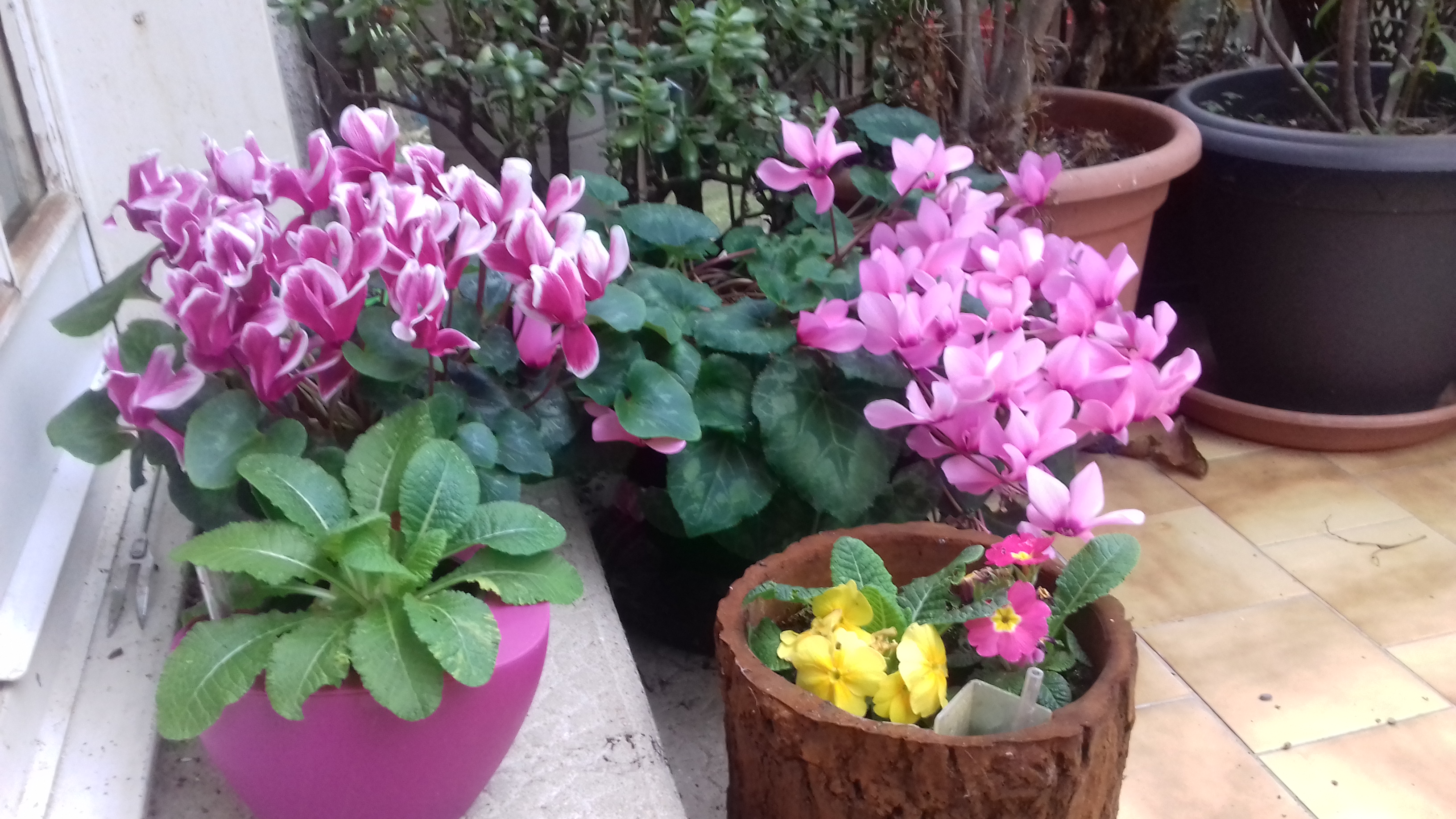 13-Cyclamen