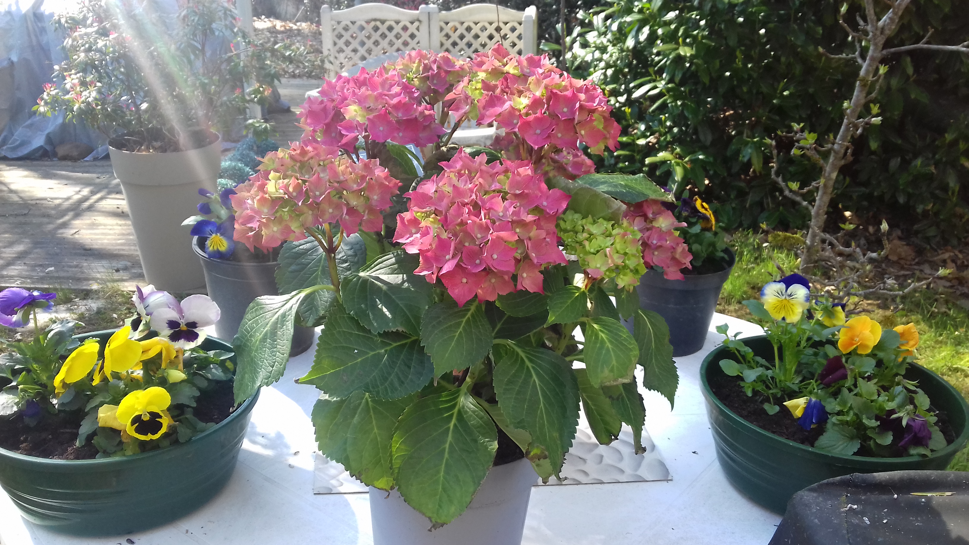 14-Hortensia et pensée