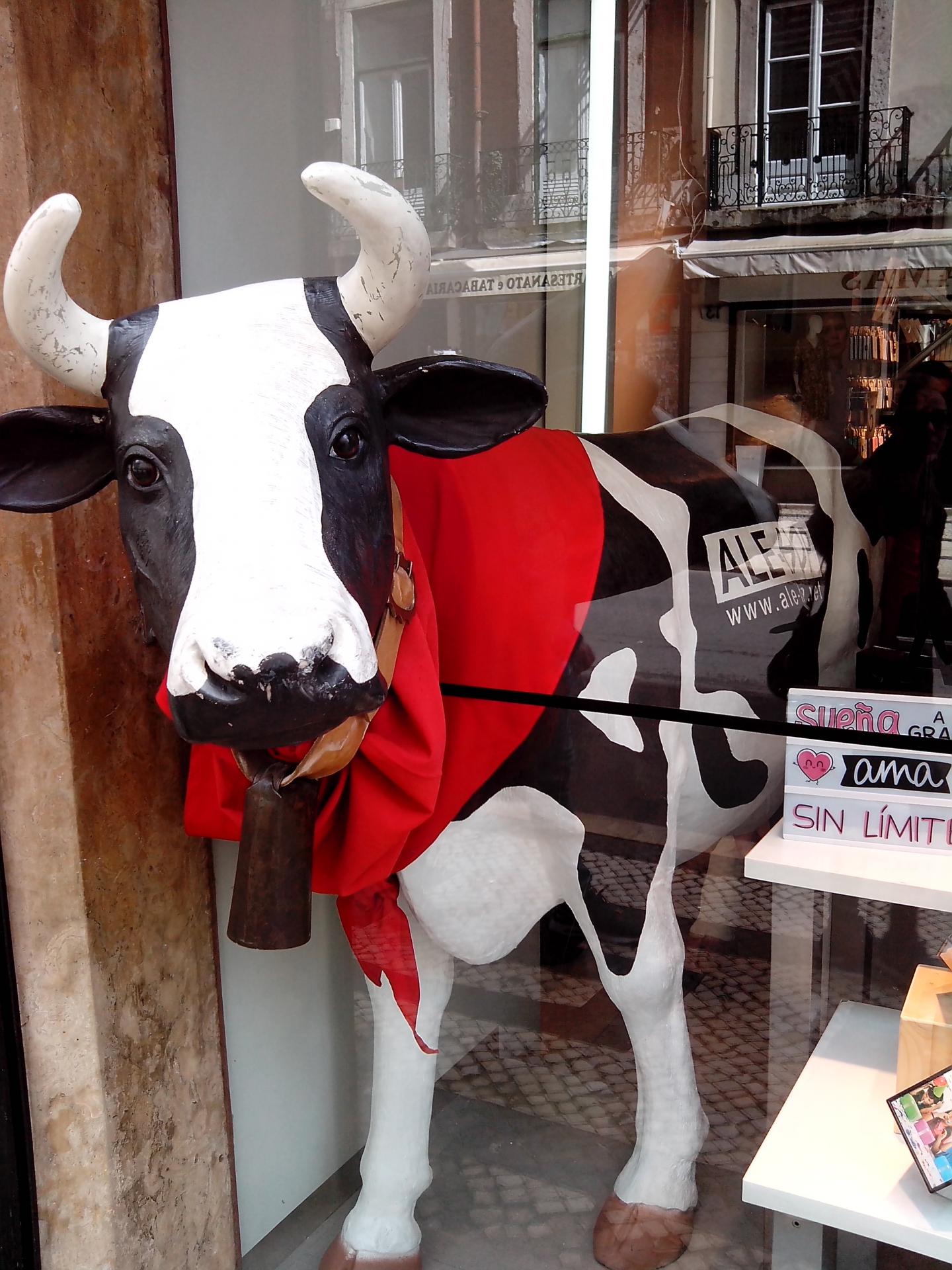 21-La vache sort de la vitrine