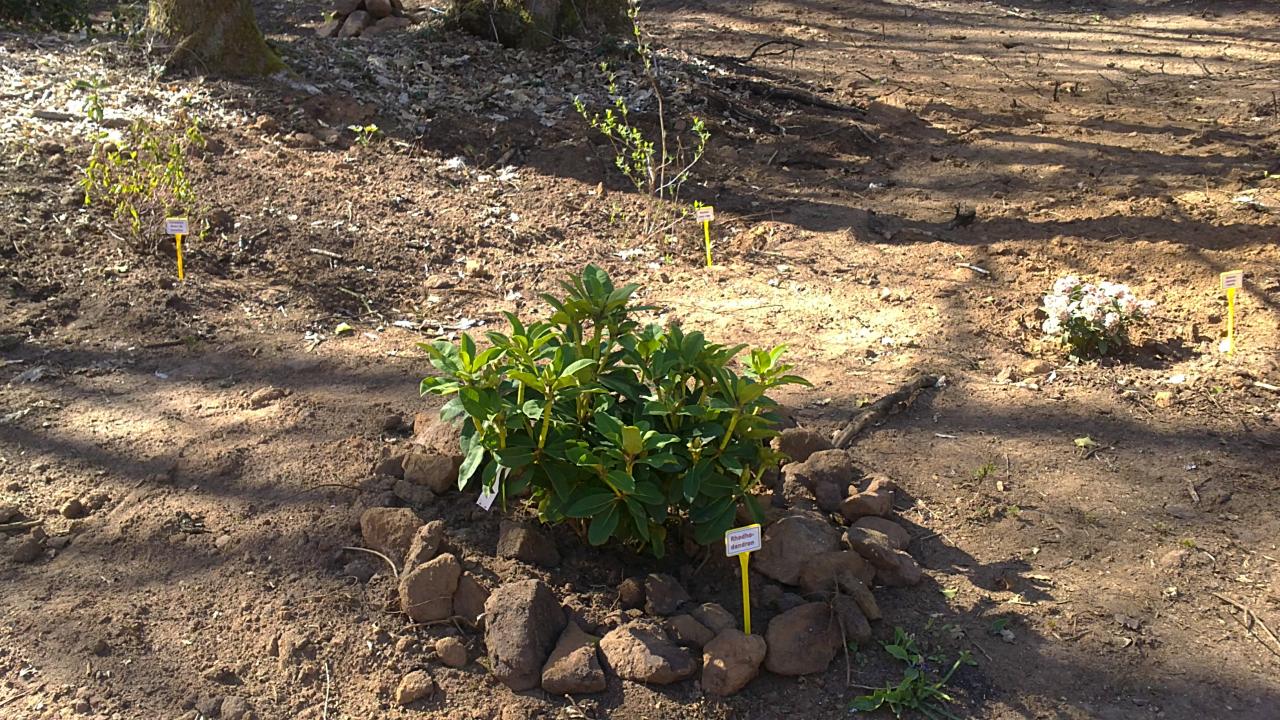 37-Les plantes étiquetées