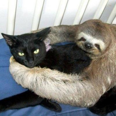 Mariage pour tous animal