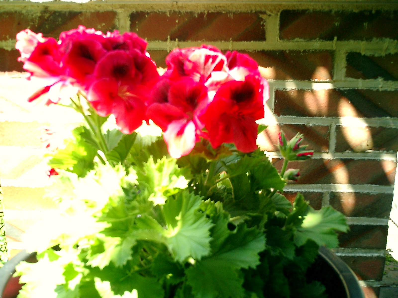 CIMG0043