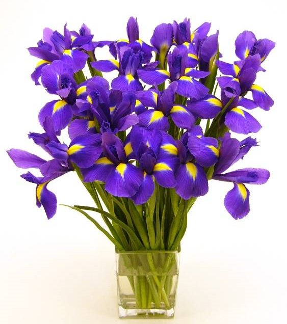 Fleurs