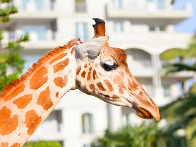 Girafe
