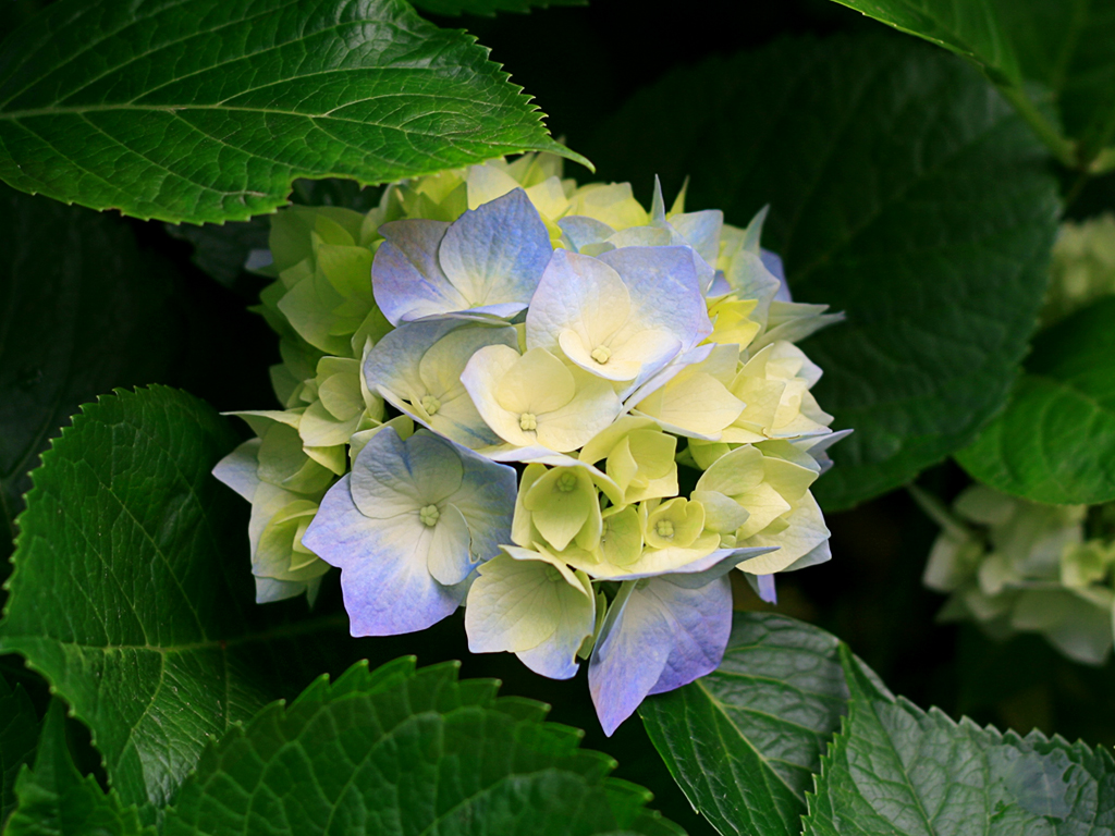 Hortensias