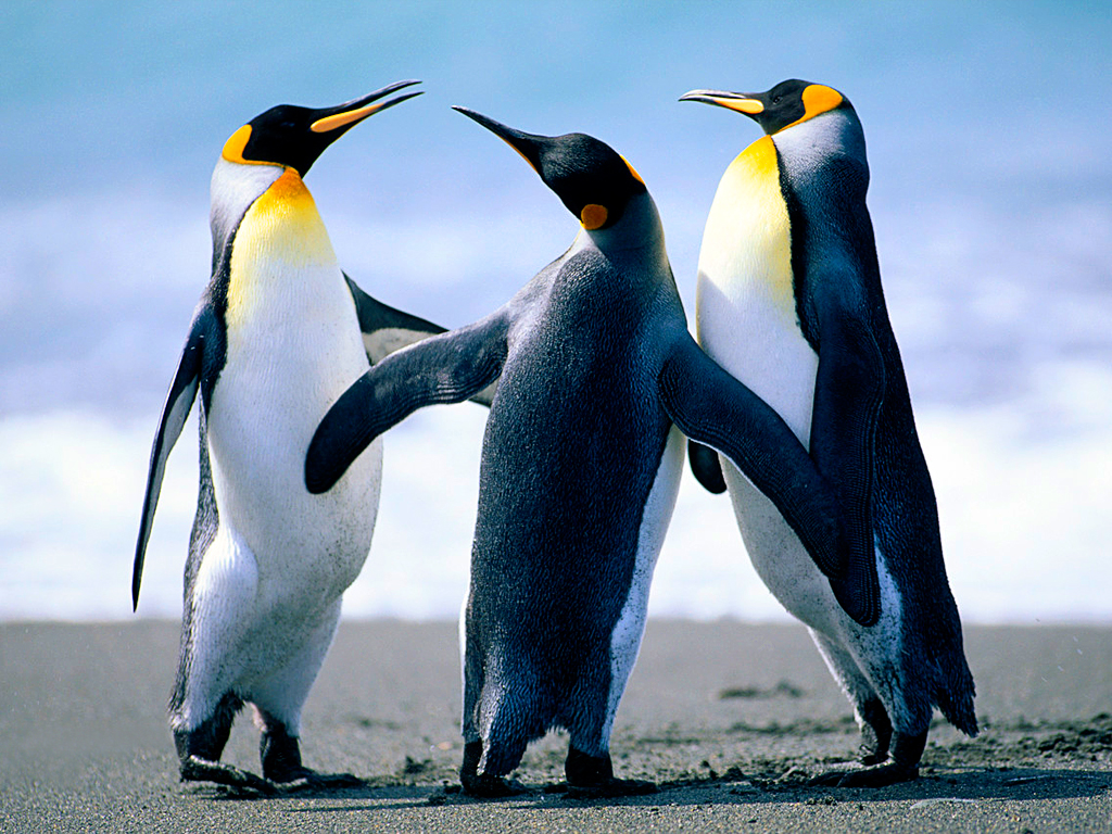 Pingouins