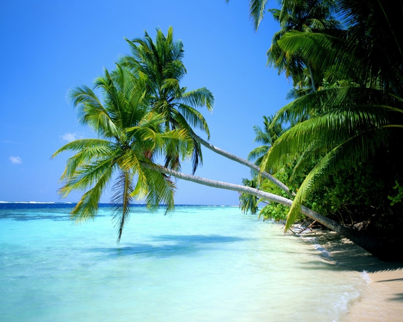 Plage paradisiaque