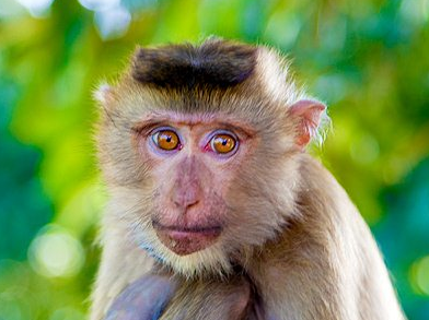 Singe 1