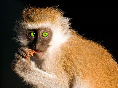 Singe 2