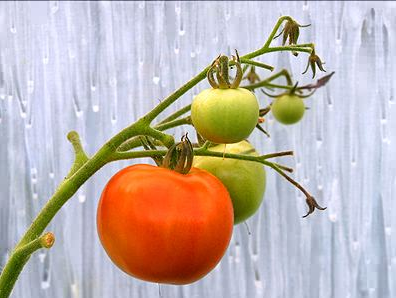 Tomates