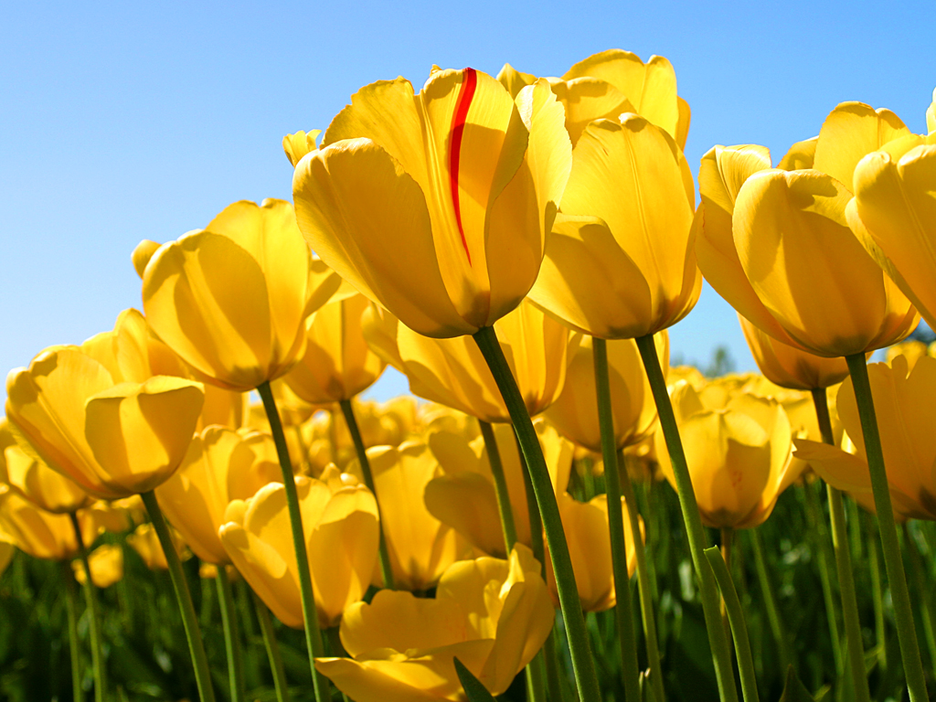 Tulipes
