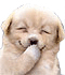 Chien qui se marre 1