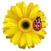 Marguerite et coccinelle